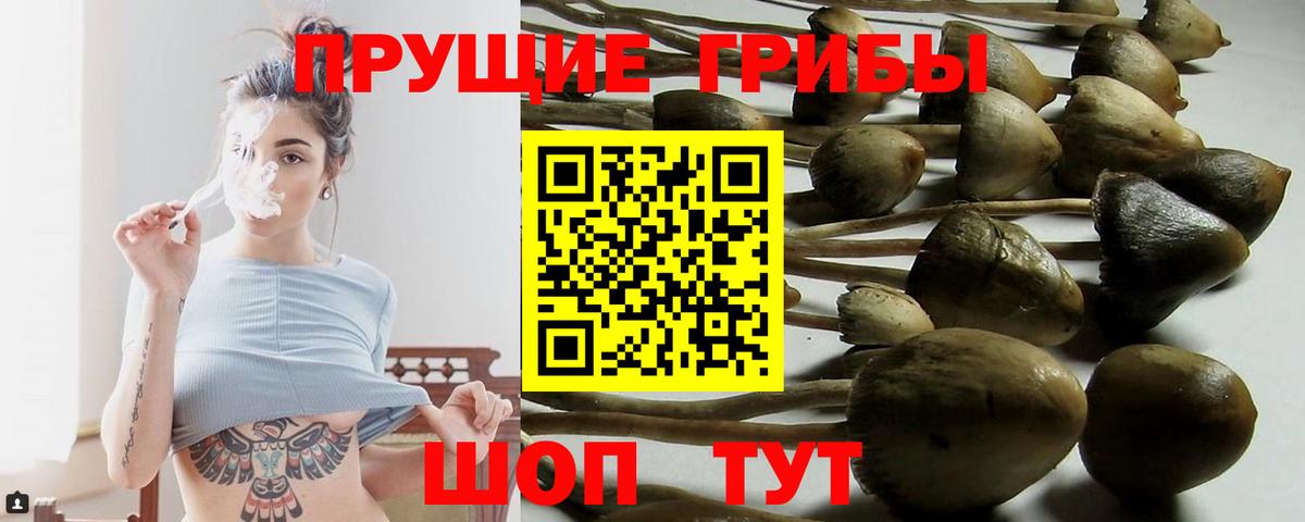 Псилоцибиновые грибы Psilocybe Каменск-Уральский
